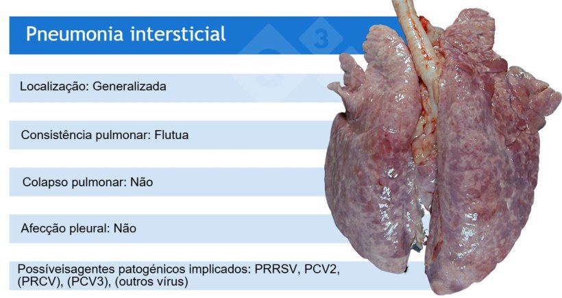 PRRSV:&nbsp;virus do s&iacute;ndrome respirat&oacute;rio e reprodutivo su&iacute;no; PCV2:&nbsp;circovirus porcino 2; PRCV:&nbsp;coronavirus respiratorio su&iacute;no;&nbsp;PCV3:&nbsp;circovirus su&iacute;no 3.
PRCV, PCV3 e outros virus, como os adenovirus, o v&iacute;rus da doen&ccedil;a de Aujeszky e outros, causam frequentemente pneumonia intersticial ligeira.
