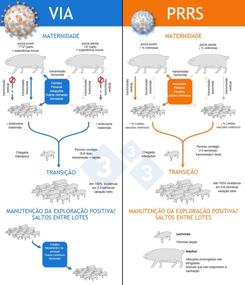 Figura 1: mecanismos do v&iacute;rus de PRRS e da gripe para se estabelecer de forma end&eacute;mica nas explora&ccedil;&otilde;es

