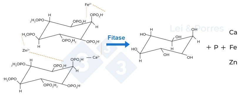 Figura 2. Representa&ccedil;&atilde;o da hidr&oacute;lise completa do &aacute;cido f&iacute;tico por ac&ccedil;&atilde;o da fitase, processo do qual se obt&eacute;m inositol, fosfato e outros elementos como C&aacute;lcio (Ca), Ferro (Fe), Zinco (Zn), amino&aacute;cidos ou outros nutrientes que est&atilde;o ligados ao &aacute;cido f&iacute;tico (Lei e Porres, 2003).