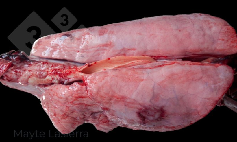 Pleurite dorsocaudal
