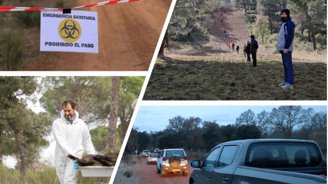 Figura 2: Simulacros&nbsp;de PPA en jabal&iacute;es.
