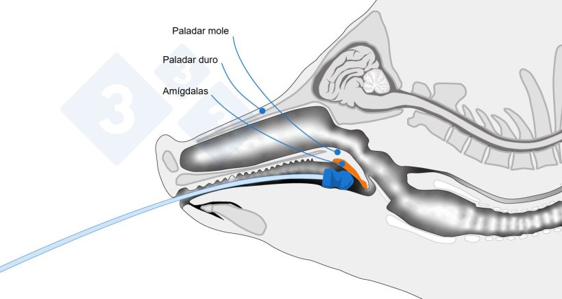 Esquema anatomico se&ntilde;alando el punto de toma de muestra

