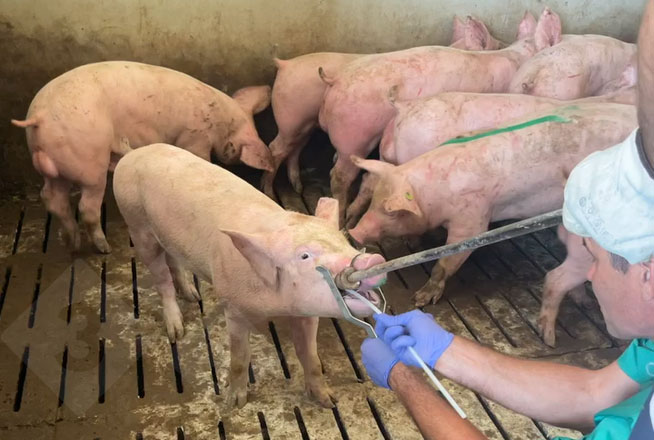 Toma de muestras de frotis tonsilares