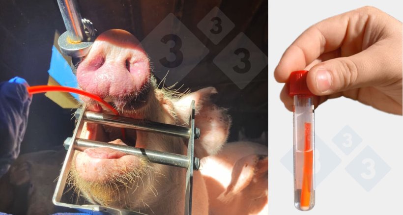 Toma de muestras de raspados traqueobronquiales