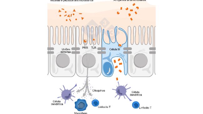 Figura 1. Esquema ilustrativo do mecanismo de a&ccedil;&atilde;o das c&eacute;lulas imunes intestinais em resposta a amea&ccedil;as externas.
