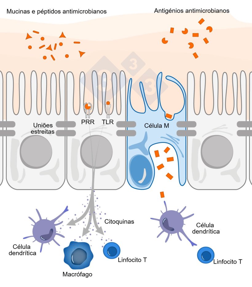 Figura 1. Esquema ilustrativo do mecanismo de a&ccedil;&atilde;o das c&eacute;lulas imunes intestinais em resposta a amea&ccedil;as externas.
