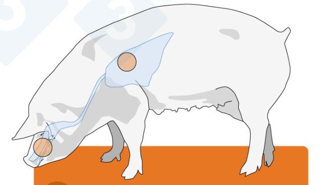 Figura 2. Distribui&ccedil;&atilde;o dos recetores do v&iacute;rus da gripe em humanos, aves e su&iacute;nos. Existem duas configura&ccedil;&otilde;es principais destes recetores: a &alpha;-2,3, exclusiva das aves, e a &alpha;-2,6, predominante nos humanos. Os su&iacute;nos possuem ambas as configura&ccedil;&otilde;es em todo o seu trato respirat&oacute;rio e, por isso, podem ser infetados mais facilmente por v&iacute;rus avi&aacute;rios e humanos.