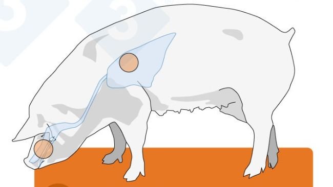 Figura 2. Distribuição dos recetores do vírus da gripe em humanos, aves e suínos. Existem duas configurações principais destes recetores: a α-2,3, exclusiva das aves, e a α-2,6, predominante nos humanos. Os suínos possuem ambas as configurações em todo o seu trato respiratório e, por isso, podem ser infetados mais facilmente por vírus aviários e humanos.