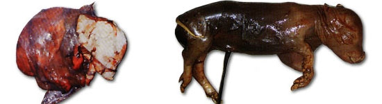 Lechones nacidos muertos