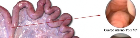 insemina&ccedil;&atilde;o artificial porca