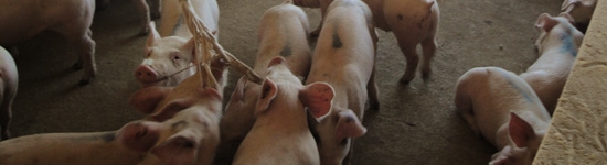 Toma de muestras de fluido oral