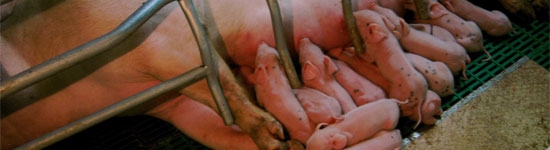 El dilema de las adopciones al primer d&iacute;a de vida