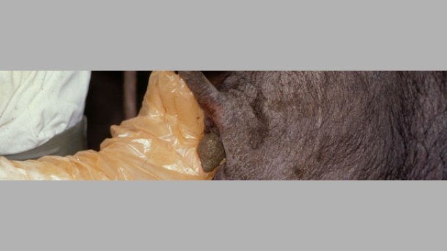 Toma de muestra fecal