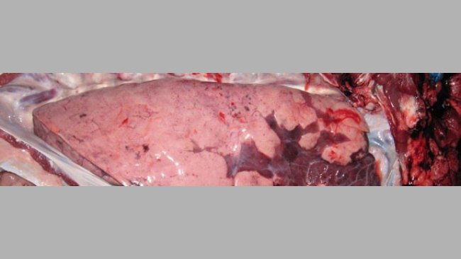 Causas de problemas respiratorios en cerdos por edades