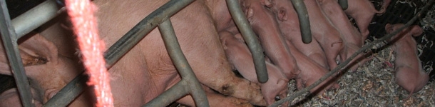 Cuando faltan tetas, el lech&oacute;n m&aacute;s fuerte siempre ocupa la posici&oacute;n del d&eacute;bil, que se queda sin mamar.