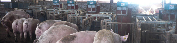 Comedouros automatizados