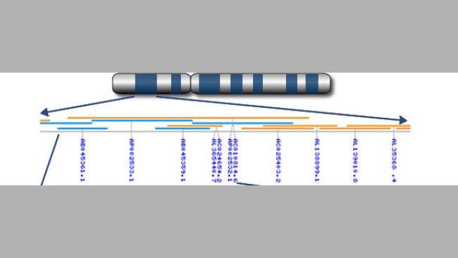 De cromosomas a genes a nucleótidos