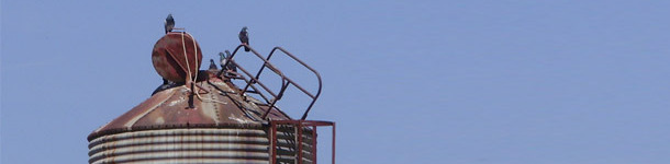 Posible fuentes de contaminaci&oacute;n del pienso por Salmonella spp. a trav&eacute;s de aves silvestres