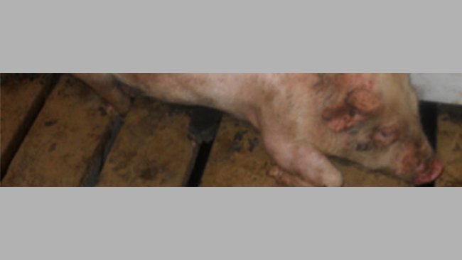 Toma de hisopos nasales de lechones en transición para la detección de M. hyorhinis.