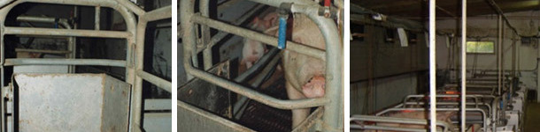 Alimenta&ccedil;&atilde;o manual em comedouros muito grandes. A porca disp&otilde;e de uma chupeta de fluxo m&eacute;dio mas temos uma torneira em cada lugar para juntar &aacute;gua &agrave;s refei&ccedil;&otilde;es ou quando entendermos oportuno.