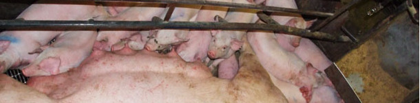 Hasta la fecha, la gen&oacute;mica ha tenido poco impacto en la producci&oacute;n comercial