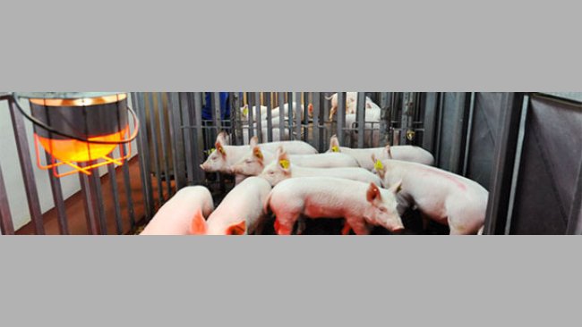 Experimento de transmisión para estimar los parámetros de transmisión del modelo de PCV-2.