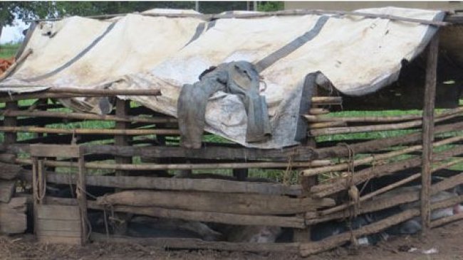 Ejemplo de un alojamiento porcino precario en Uganda