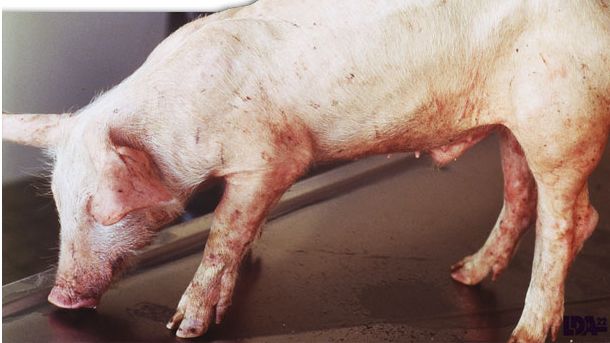 Lech&oacute;n con desmedro