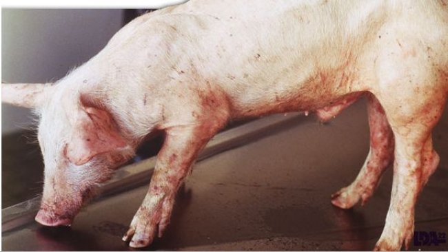 Lechón con desmedro