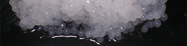 C&aacute;psulas de semen de porcino sin diluir