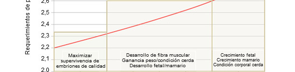 Prioridades na alimenta&ccedil;&atilde;o da porca gestante