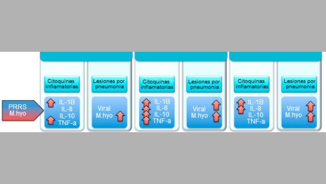 Niveles de citoquinas proinflamatorias y lesiones pulmonares en cerdos infectados con M hyo y PRRSv