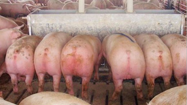 Comedero largo de 2,13 m (84"), con doce "plazas", de doble cara, con cerdos marcados (de casi 136 kg (300 lb)) que salieron hacia el matadero inmediatamente después de hacer la foto