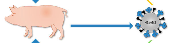 Origen del virus H1avN2 descrito en Dinamarca y Francia