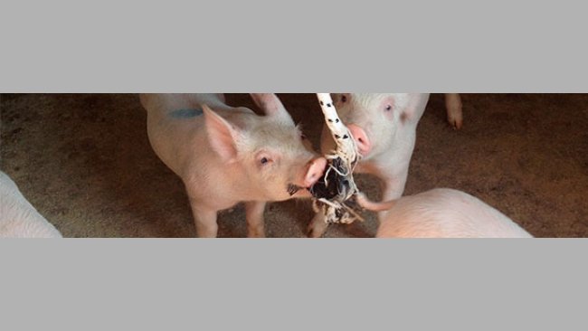 Recogida en la cuarentena el día después de su llegada