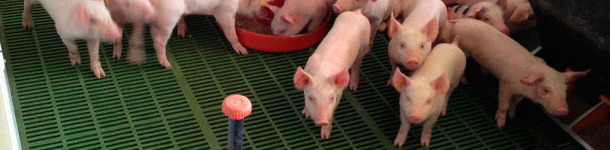 Gran oferta de pienso y agua.