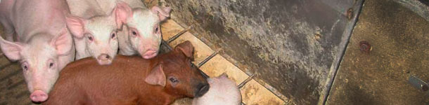 Aspectos de la inmunidad del tracto gastrointestinal durante el destete