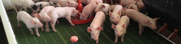 A quantidade extra de &aacute;gua estimula o consumo precoce de ra&ccedil;&atilde;o