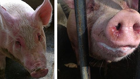 Cerdas enfermas con EM y depresi&oacute;n, anorexia, fiebre, dificultades respiratorias moderadas, descarga nasal y ocular con moco y sangre