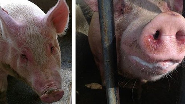 Cerdas enfermas con EM y depresión, anorexia, fiebre, dificultades respiratorias moderadas, descarga nasal y ocular con moco y sangre