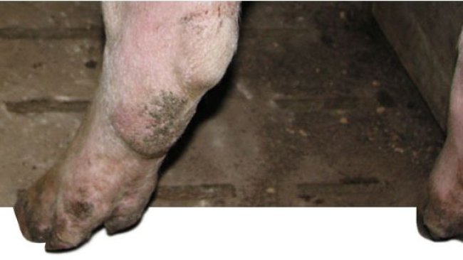 Miembro posterior de una nulípara