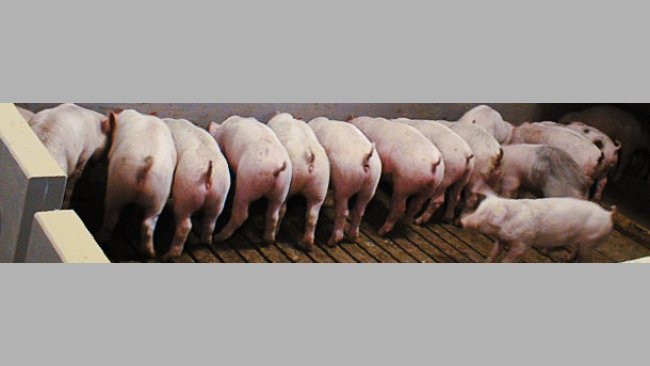 Inmunidad postdestete frente a E. coli