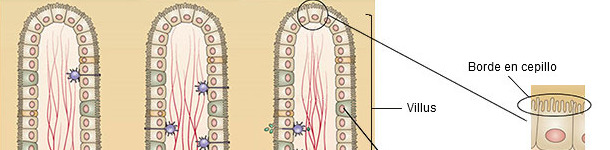 Estructura de la mucosa del intestino delgado
