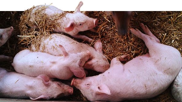 Lechones de 52 d&iacute;as. Desigualdad de pesos