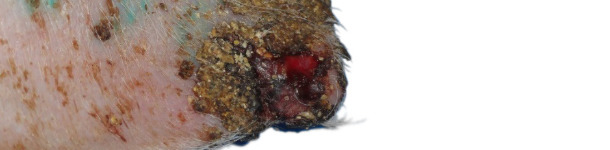 Ulceraci&oacute;n, formaci&oacute;n de costras y engrosamiento de la epidermis