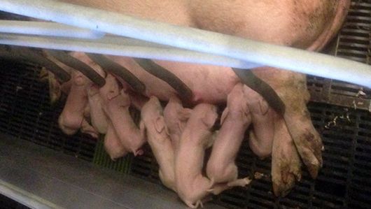 Porca rec&eacute;m parida