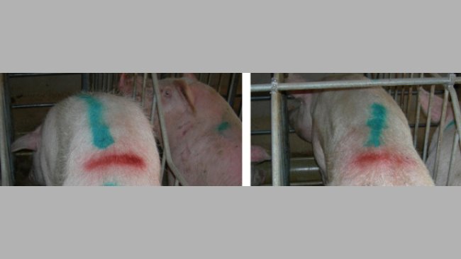 Porcas recém cobertas com perda excessiva de co 1