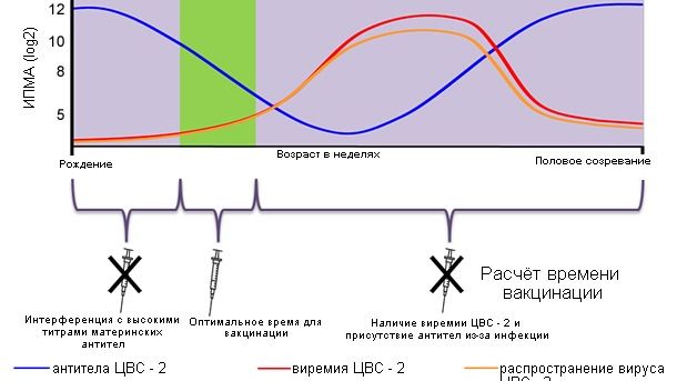 Оптимальное время для вакцинации поросят против ЦВС - 2.