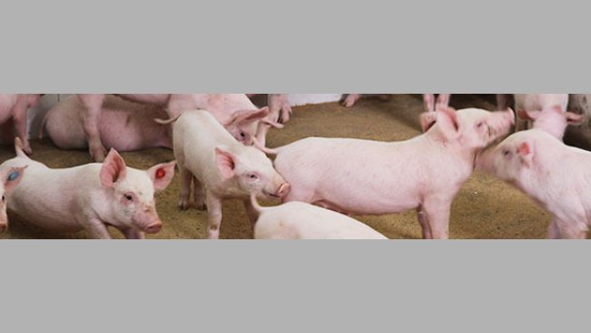 Piglets