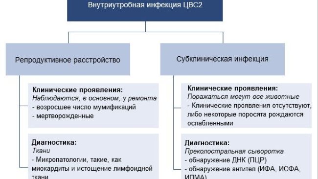 Effects of PCV2 in utero infection
